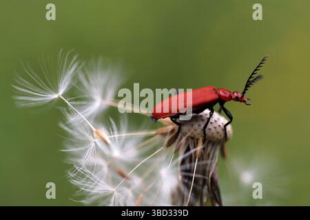 Cardinal Beetle Pyrochroma serraticornis à tête rouge Banque D'Images
