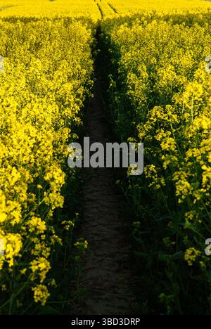 Sentier vibrant à travers un champ de fleurs jaune luxuriant sous la lumière du soleil, capturant la beauté de la nature en pleine floraison. Banque D'Images