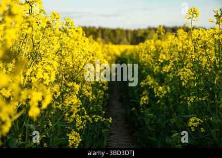 Champs de canola jaune vif sous un ciel bleu clair dans la lumière tôt le matin mettant en valeur une végétation luxuriante et des fleurs en fleurs le long du sentier. Banque D'Images