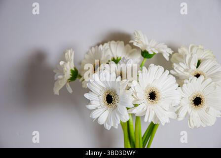 Les élégantes marguerites blanches en gerbera à la lumière douce soulignent la beauté délicate et la simplicité sur un fond neutre tamisé créant une atmosphère sereine Banque D'Images