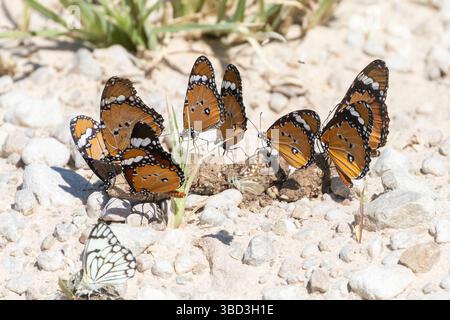 Papillon monarque africain (Danaus chrysippus). Aka Plain Tiger se nourrissant sur Dung Kglagadi TransFrontier Park, Afrique du Sud Banque D'Images