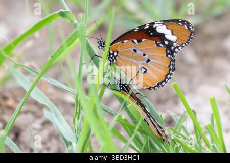 Papillon monarque africain (Danaus chrysippus). Alias Plain Tiger, Kgalagadi Transfrontier Park, Kalahari, Afrique du Sud Banque D'Images