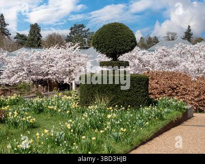 RHS Wisley Gardens au printemps avec jonquilles, if topiaire et YOSHINO CHERRY Prunus x yedoensis avenue des fleurs printanières à l'entrée Wisley Gardens UK Banque D'Images