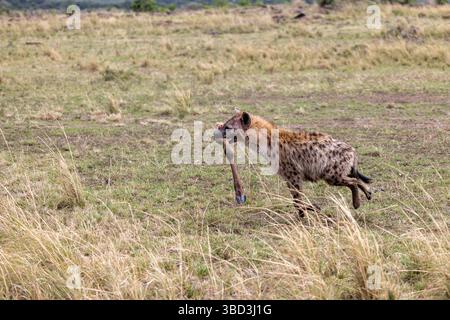 La hyaena repérée s'enfuit avec sa part du scavenge Banque D'Images