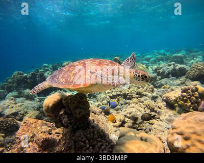 Une tortue de mer verte gracieuse nage paisiblement à travers les récifs coralliens vibrants des Maldives, mettant en valeur la beauté de la vie marine sous la turquoise Banque D'Images