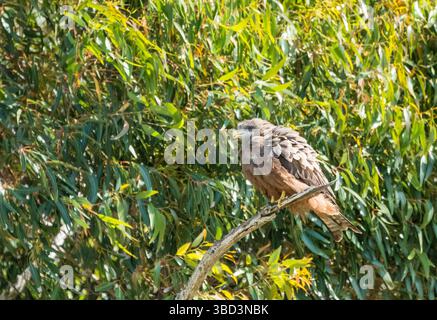 Cerf-volant à bec jaune adulte (Milvus aegyptius) perché sur une branche d'un arbre avec des plumes volantes Western Cape, Afrique du Sud concept oiseaux de proie Banque D'Images