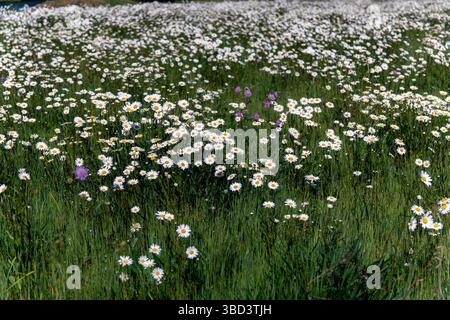 Un vaste champ, parsemé d'une multitude de marguerites blanches aux centres jaunes, s'étend jusqu'à l'horizon sous la lumière du soleil. Banque D'Images