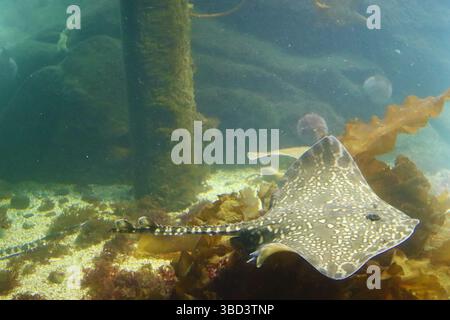 Raie de bouclage (Raja clavata), ou patin de bouclage dans l'aquarium marin, Alesund, Norvège Banque D'Images