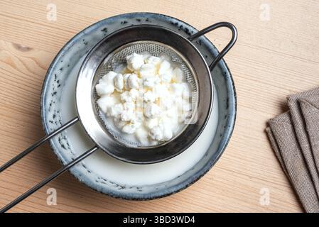 Grains de kéfir de lait sur l'appareil de coloration, vue de dessus, gros plan. Préparation d'une boisson de kéfir probiotique fermentée saine au lait. Banque D'Images