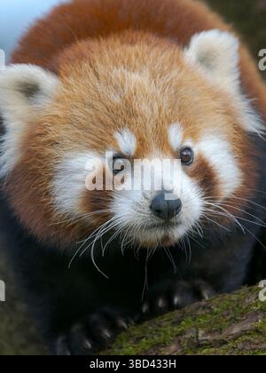 Red Panda ou Lesser Panda au zoo Hellabrunn de Munich. Allemagne, Munich Banque D'Images