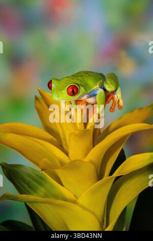 Grenouille arboricole aux yeux rouges reposant sur une plante à fleurs broméliades jaunes Banque D'Images