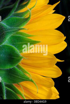 États-Unis, Indiana, Carmel. Vue latérale rapprochée du tournesol. Banque D'Images