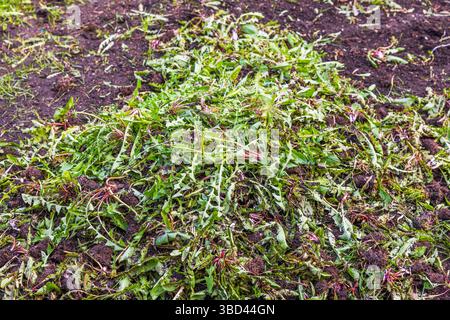 Pile de pissenlits fraîchement tirés avec des racines couchées sur un sol humide après le désherbage du lit de jardin au printemps. Suède. Banque D'Images