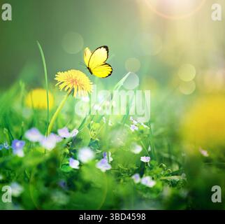 Belles fleurs sauvages et papillon dans la nature estivale des prairies Banque D'Images