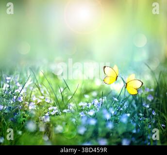 Belles fleurs sauvages et papillon dans la nature estivale des prairies Banque D'Images