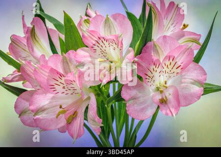 États-Unis, État de Washington, Seabeck. Bouquet de fleurs d'alstroemeria. Banque D'Images