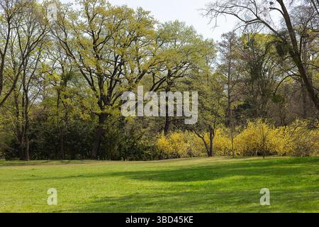Paysage printanier pittoresque avec de grands chênes bourgeonnant des feuilles vertes fraîches et des buissons forsythia florissants lors d'une journée ensoleillée dans le parc Banque D'Images