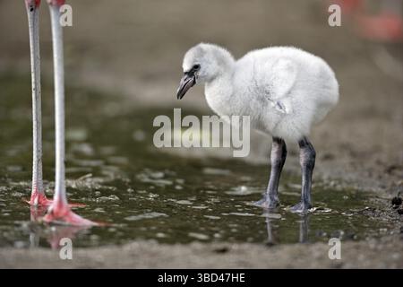 Flamant chilien (Phoenicopterus chilensis), poussin, debout dans l'eau Banque D'Images