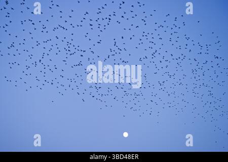 Étourneaux (Sturnus vulgarus) arrivant à Roost, Gretna, Dumfries, Scotland, Royaume-Uni, Europe Banque D'Images