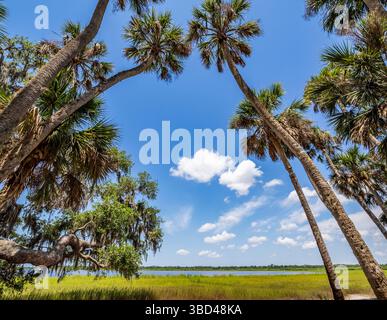 Regardant dans les palmiers contre un ciel bleu dans Myakka River State Park à Sarasota Florida USA Banque D'Images