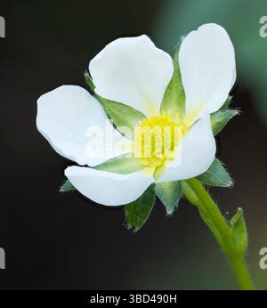 Etat de Washington. Gros plan de fleur de fraise blanche avec disque central jaune Banque D'Images