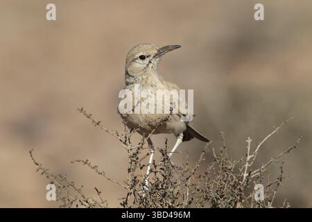 Greater Hoopoe-Alouche (Alaemon alaudipes) adulte, perché sur la végétation, Maroc Banque D'Images