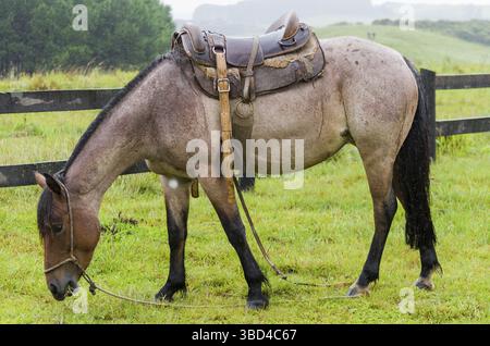 Beau cheval dans le champ natal le jour de pluie, Cambara do sul, Rio Grande do sul, Brésil Banque D'Images