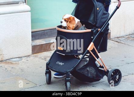 Padoue, Italie - 14 avril 2025 : chien mignon King Charles Spaniel debout assis dans une poussette pour animaux de compagnie confortable de marque LOVPET PET POUSSETTE. Relation conceptuelle Banque D'Images