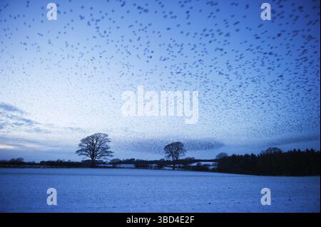 Les étourneaux (Sturnus vulgarus) arrivant la nuit se sont enrôlés près de Gretna, Écosse, Royaume-Uni, Europe Banque D'Images
