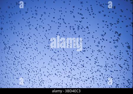 Les étourneaux (Sturnus vulgarus) arrivant la nuit se sont enrôlés près de Gretna, Dumfries, Écosse, Royaume-Uni, Europe Banque D'Images