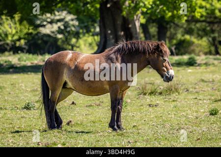Un poney Exmoor dans le soleil de printemps Banque D'Images