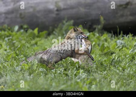 Renard rouge (Vulpes vulpes) couple adulte, combattant dans le champ, Transylvanie, Roumanie Banque D'Images