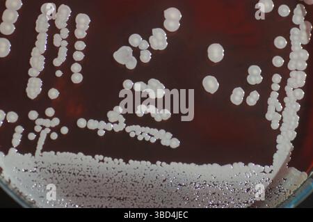 Colonies bactériennes poussant en milieu sanguin de mouton sur boîte de Pétri Banque D'Images