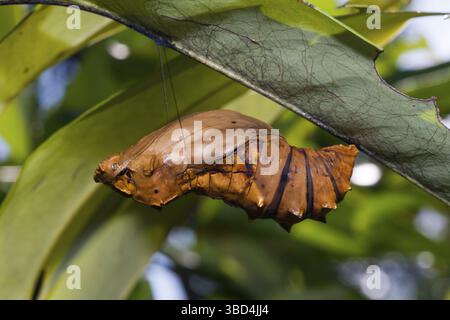 Pupa de la reine Alexandra's Birdwing, Ornithoptera alexandrae, Tufi, Province d'Oro, Papouasie-Nouvelle-Guinée Banque D'Images