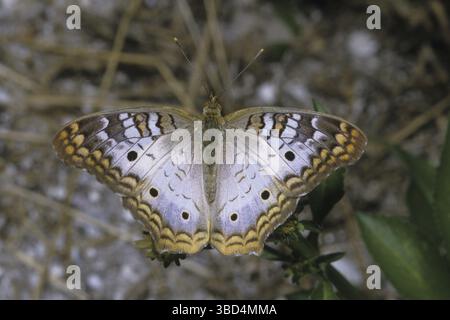 Paon blanc (Anartia jatrophae), adulte, Floride, États-Unis Banque D'Images