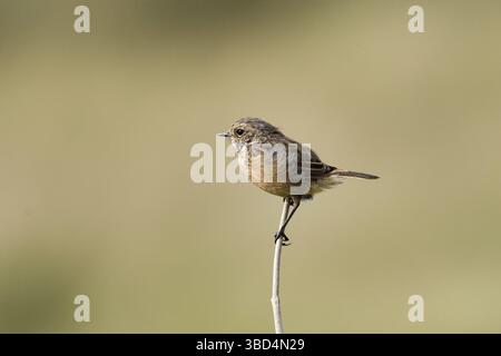 Stonechat commun (Saxicola torquata), femelle Banque D'Images