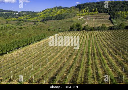 Vignoble de raisins dans le Vale dos Vinhedos à Bento Goncalves, un vin gaucho Banque D'Images