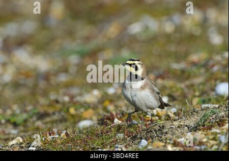 Shore Lark (Eremophila alpestris), Cley, Norfolk, Angleterre, Royaume-Uni, Europe Banque D'Images
