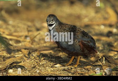 Caille bleue (Coturnix adansonii), mâle debout sur terre Banque D'Images