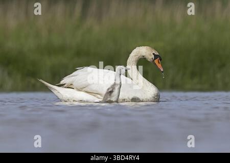 Mute Swan (Cygnus olor) adulte femelle avec cygnet, s'étendant sur l'eau, Suffolk, Angleterre, Royaume-Uni Banque D'Images