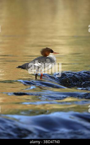 Goosander (Mergus merganser americanus), 'Merganser commun ou américain', reposant dans l'eau courante, Alaska, États-Unis Banque D'Images