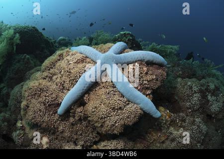 Étoiles de mer bleues sur le récif, bleu Linckia laevigata, Alam Batu, Bali, Indonésie Banque D'Images