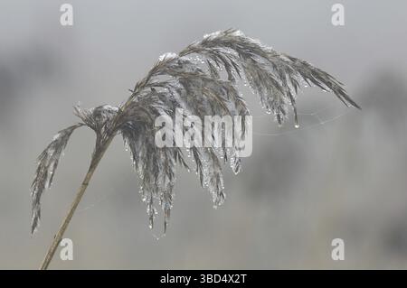 Roseau commun (Phragmites australis), tête de semis couverte de gel, marais d'Elmley, île de Sheppey, Kent, Angleterre, Royaume-Uni, Europe Banque D'Images