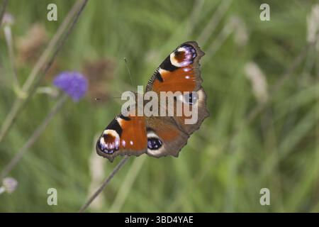 Peacock Butterfly (Inachis io), adulte, sur prairie, Norfolk, Angleterre, Royaume-Uni, Europe Banque D'Images