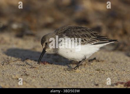 Dunlin (Calidris alpina), plumage adulte, se nourrissant sur une plage de sable, Norfolk, Angleterre, Royaume-Uni, Europe Banque D'Images