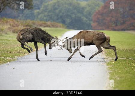 Cerfs rouges (Cervus elaphus) deux cerfs matures, combattant sur la route dans un parc, pendant la saison de rut, Richmond Park, Londres, Angleterre, Royaume-Uni Banque D'Images