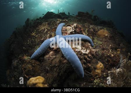 Étoiles de mer bleues sur le récif, bleu Linckia laevigata, Alam Batu, Bali, Indonésie Banque D'Images
