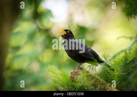 Un merula Turdus sur une branche cassée dans un arbre chante avec son bec jaune grand ouvert sur un fond vert flou Banque D'Images