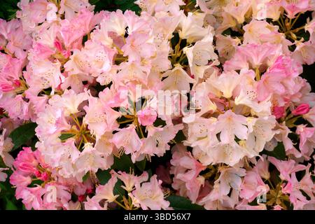Gros plan de fleurs de rhododendron roses et blanches fleurissant au printemps, fond floral Banque D'Images