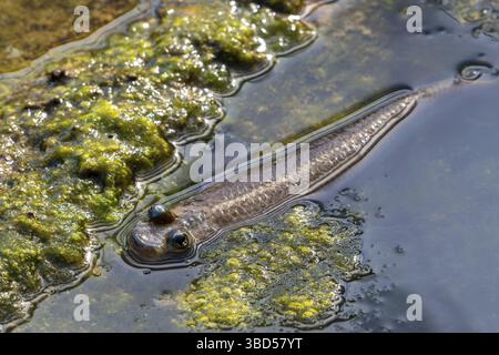Quatre yeux à grande échelle (Anableps anableps), espèce de poisson à quatre yeux originaire des eaux douces et saumâtres du nord de l'Amérique du Sud et de Trinidad Banque D'Images
